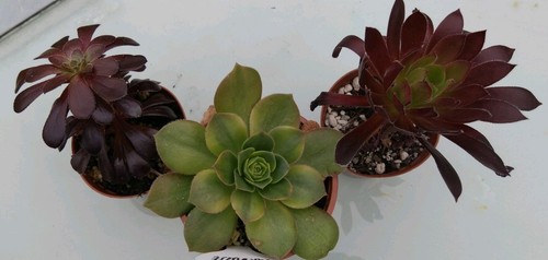 Aeonium mix starter pack 3 - aeonium,