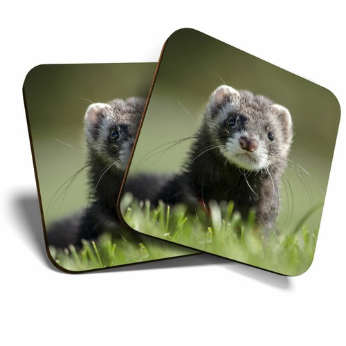 Coasters grey ferret - coasters,