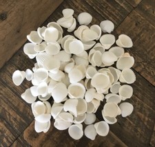 Small Cockle Shells White Rose