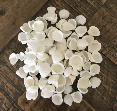 Small cockle shells - shells, rose