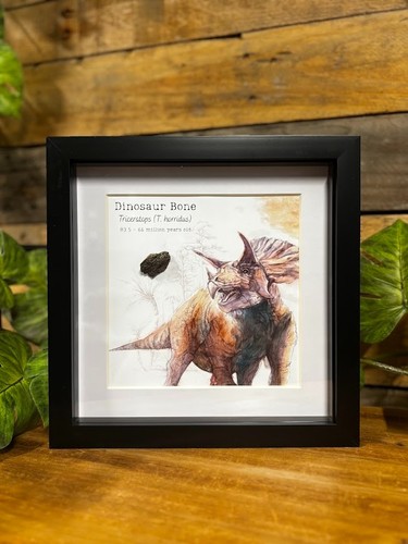 Genuine triceratops dinosaur - genuine,