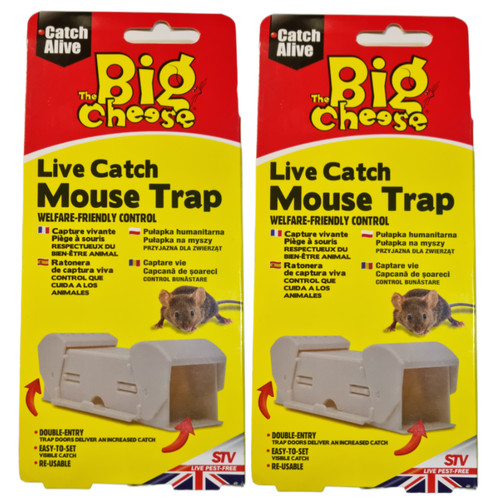 Big cheese live catch - live,