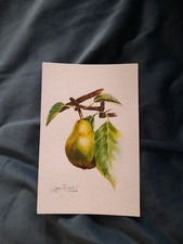Watercolour Painting Of A Pear