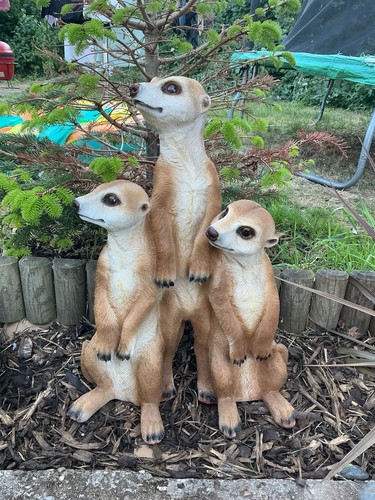 Brand new evergreen meerkat - brand,