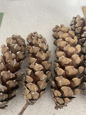 5 X large pine cones (Sugar