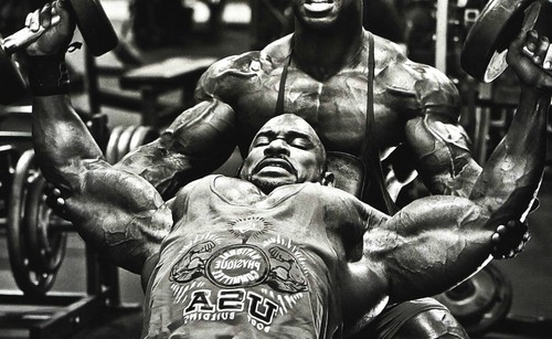 Bodybuilding workout gym - workout,