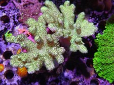 Leather Coral Marine Aquarium Soft Coral