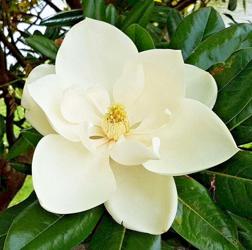 Magnolia grandiflora little - magnolia,