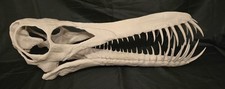 PTEROSAUR SKULL-BOREOPTERUS SKULL REPLICA. Dinosaur Fossil Fossils