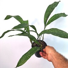 Aspidistra MILKY WAY