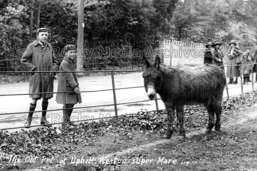Ccl the old pet donkey - ccl-53,