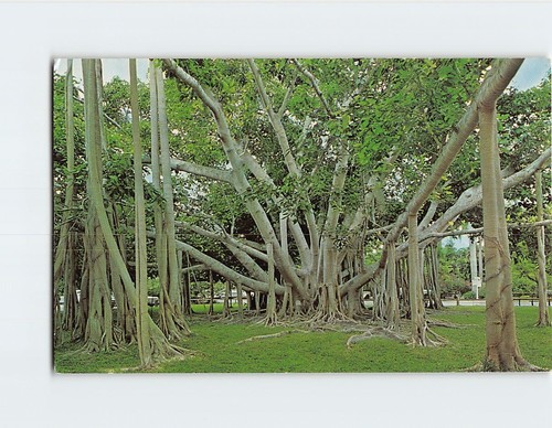 Postcard banyan tree edison - banyan,