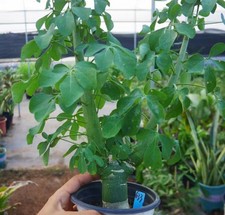 Rare Cacti  Adenia fruticosa  WYSIWYG  SeedGrowth Boutique Feature Garden