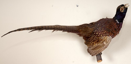 Beautiful hunting pheasant - hunting,