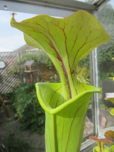 Sarracenia flava cuprea - sarracenia,