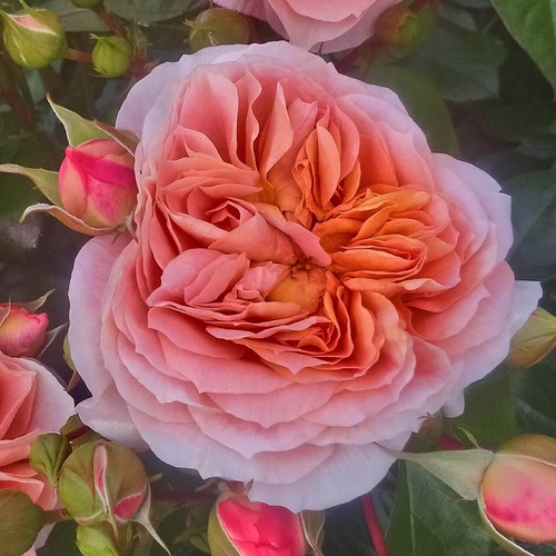 Rose charles - rose,
