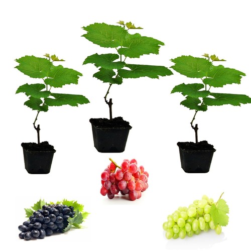 Grape vine plants mix - x,