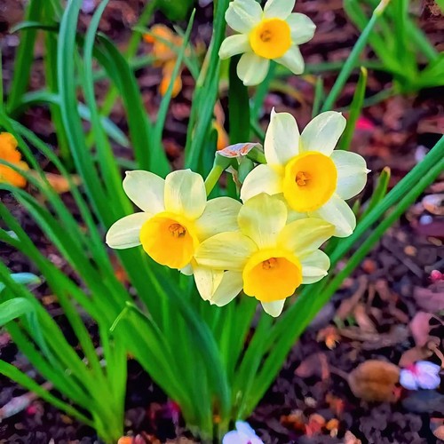 Narcissus minnow - narcissus, 'minnow'
