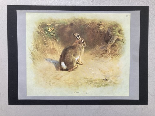 Vintage british mammal - vintage, print