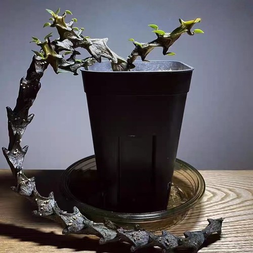 Succulentplant ceropegia - succulentplant,