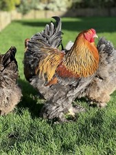 NOT CURRENTLY AVAILABLE - 12 Large Fowl Brahma - Free Delivery 