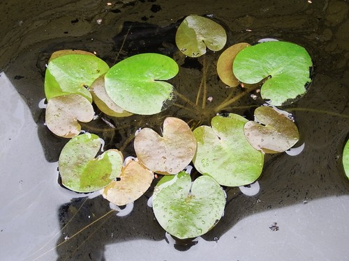 White flowered mini - , floating