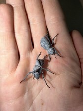 25 Blue Death Feigning Beetles