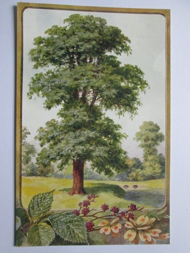 English oak tree vintage - an,