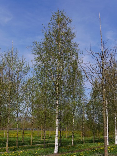 Silver birch trees bare - silver,
