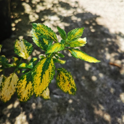 Lemon balm variegated - 'variegated', plant