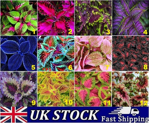 Coleus house plant seeds - house,