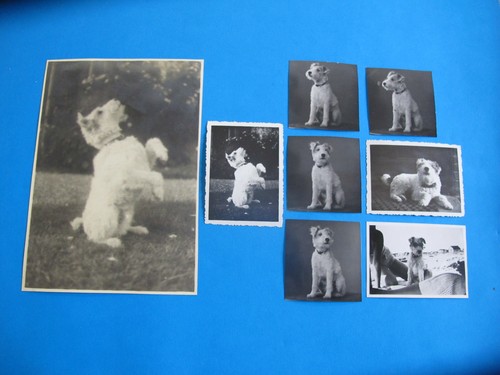 Vintage airedale dog - airedale,