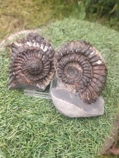 PERONOCERAS Sp Ammonite
