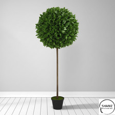 Shamz Pair of 4 Feet