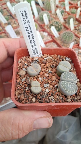 Lithops schwantesii marthae - , ex