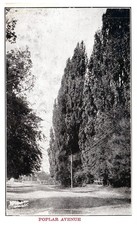 Vintage Postcard Poplar Avenue