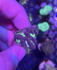 Pink w/ Green centre Brain Maze LPS Coral Frag Reef not Soft SPS Hammer Torch