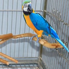 Natural Wood Parrot Perch Bird