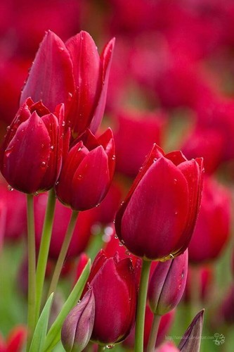 Imported rare tulip - tulip,