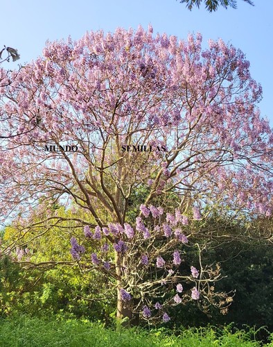 Paulownia tomentosa 2000 seeds - paulownia,