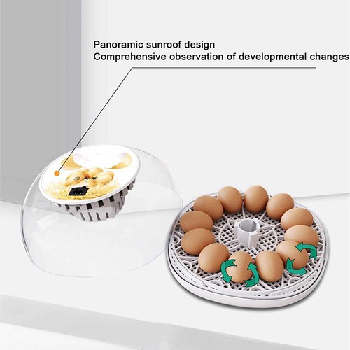 Digital egg incubator - 12-egg,