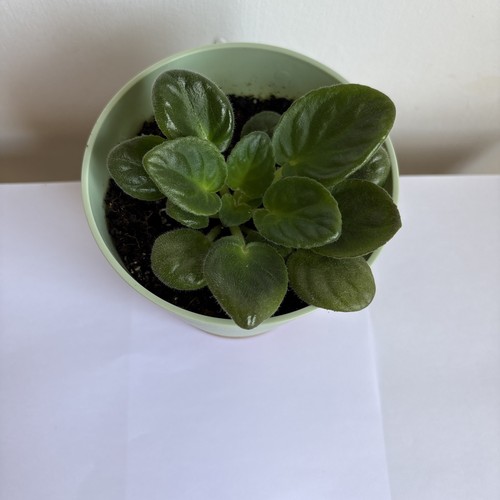 African violet saintpaulia - violet,