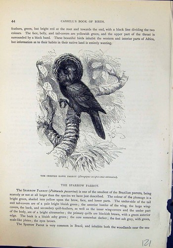 Old crested hawk - old,