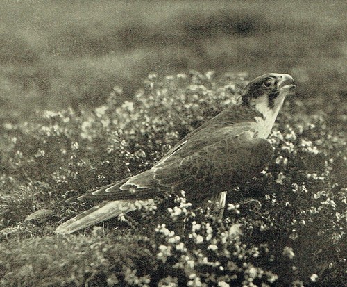 1899 falconry hawking - 1899, 3
