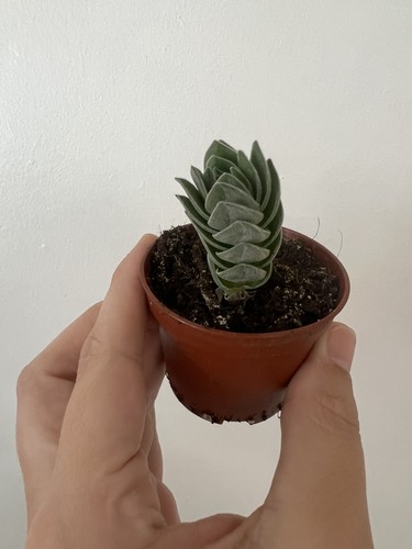 Crassula buddha temple in - crassula,