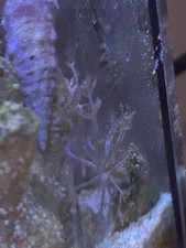 Pulsing Xenia on a shell