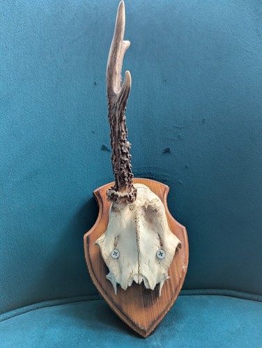 Vintage deer antlers wooden - antlers,