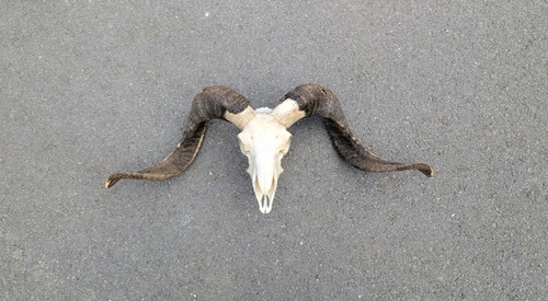 Ram skull taxidermy home - ram, taxidermy,