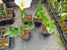 Zantedeschia aethiopica 'White