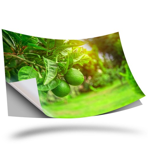 Vinyl sticker citrus - a3,